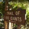 Two Fallen Giant Sequoias at Trail of a Hundred Giants
