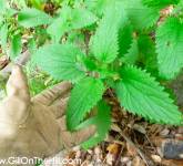 Stinging Nettle Sting Test