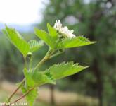 Berry Anticipation (This Week in Pictures)